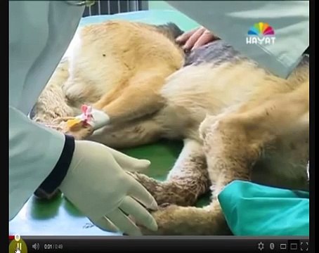 German Shepherd Dog Got His Face Blown Off By Fireworks