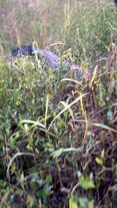 alligator vs voiture