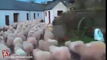 Mühendisi Çoban Yaparsanız Ortaya Bu Çıkar İşte  Koyun Sürüsünün Muhteşem Kareografisi..