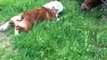 Bulldog meets bull! This cute dog has new friends