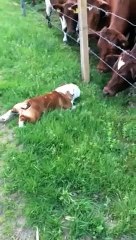 Bulldog meets bull! This cute dog has new friends