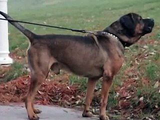 Tosa Inu-Uzushio ( http://www.dohyokennels.com )