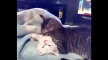 Funny Videos 2015   Funny Cats Video   Funny Cat Videos Ever   Funny Animals Funny Fails 2015