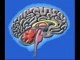 Beyin hastalıkları danışma hattı 0535 3573503,şant manukyan,hidrosefali,şant ameliyatı ne kadar sürer,şant ameliyatı