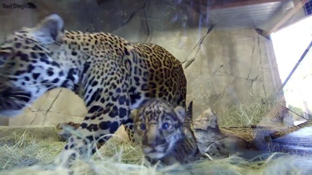 Yeni doğmuş bir bebek Jaguar... Şefkât ve merhamet HER YERDE güzel..