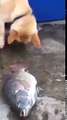 Bu köpek çok merhametli.Balıkları yaşatmak için bakın ne yaptı...