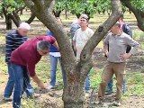 Γεωπόνοι στην Μάκρη για την ασθένεια των φυστικόδεντρων