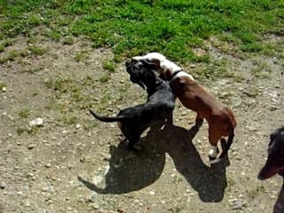 Le trio : Chloé, Bilitis et Sidony