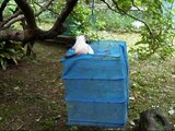 【いなか猫３５４】「ゆれる遊具」で遊ぶ子猫(idle kittens)japanese funny cat