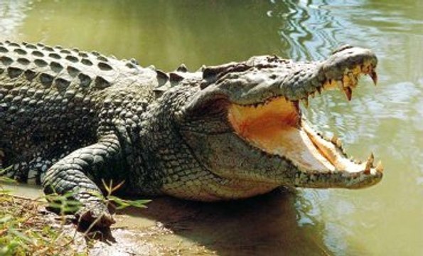 Timsah, Üzerine Gelen Arabayı Parçaladı