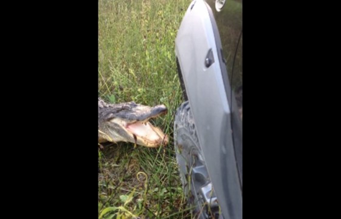 Crocodile Vs Pickup Truck