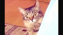 Funny Cat Videos   Funny Clips   Very funny video clips