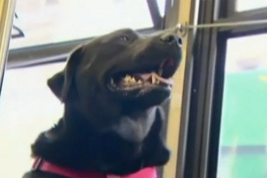 Un chien prend le bus tout seul - ZAPPING ACTU BEST-OF DU 25/05/2015