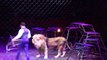 CRAZY Lion and Tiger Attack @ Tamer Circus
