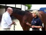 How to know the visual signs to indicate a horse needs worming