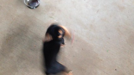 Excited dog can't stop spinning!