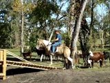 Unusual Strikingly Flashy Classic Champagne Tobiano Tennessee Walking Horse Gelding for sale