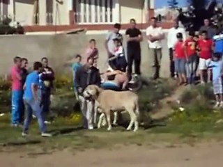 le fou champion 1.2.3 combat mouton jijel le fou vs seddas