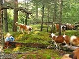 Balade en foret avec 42 Saint Bernards