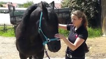 Therapie für Pferde-Physiotherapie