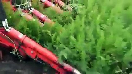 How to pick the carrots from the field