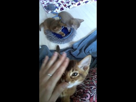 Chatons Abyssin et Somali de la Rivaleraie