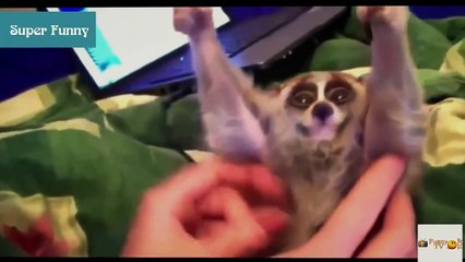 Funny Videos - Funny Fails 2015 - Funny Fails - Funny Vines - Funny Pranks #11