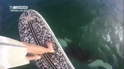 In paddle he meets a wild orca in New Zealand