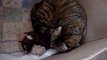 A cat adopts baby abandoned Pit Bull