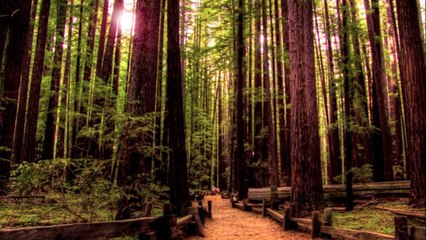 森林狂想曲 Forest Rhapsody by You Xue-zhi on STL Standard Tenor and Soprano Ocarinas