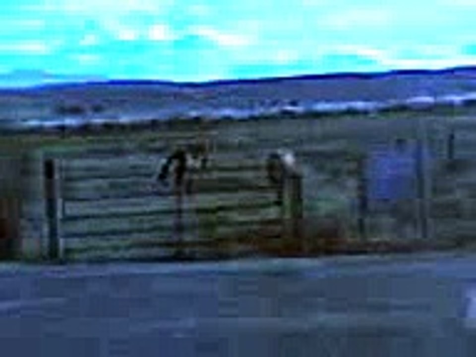 5 LEGGED HORSE