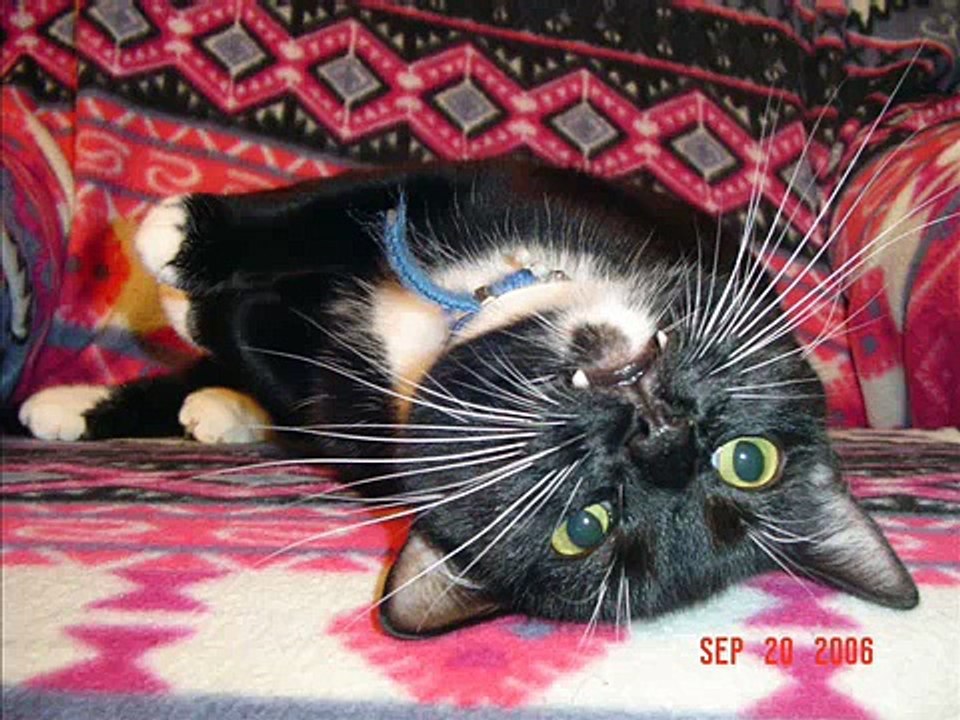 my animals(song by shania twain forever and for always)