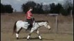 Kahlooa N Kreme  3 yr old welsh pony's first attempt bridleless