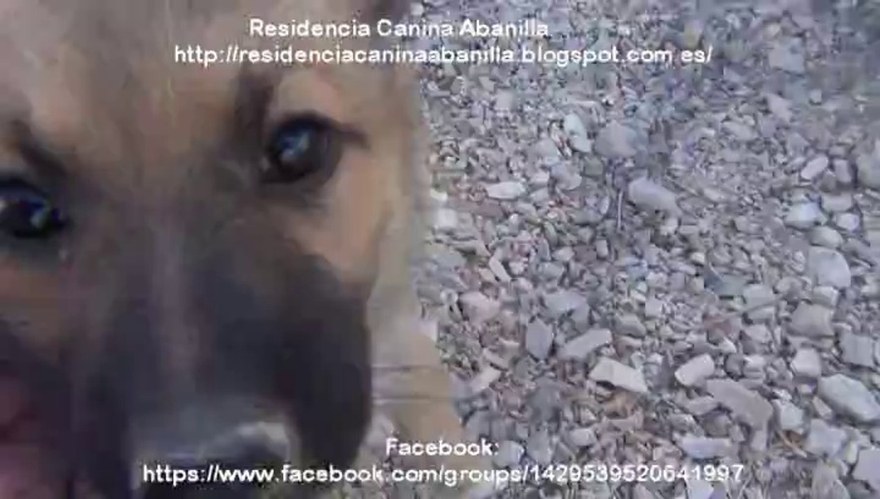 Pupjes ter adoptie