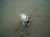 Maggie Talking (sadly Maggie passed away on the 27th February 2015. at the grand old age of 14