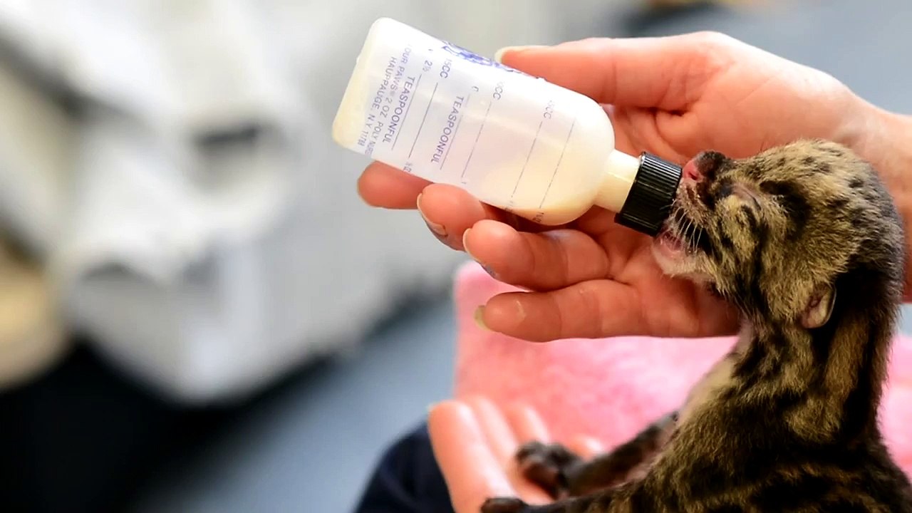 Etats-Unis: quatre bébés léopards voient le jour dans un zoo