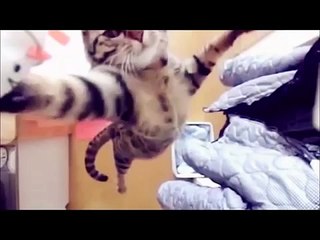 Animales Chistosos 2013. - Funny Animals 2013.