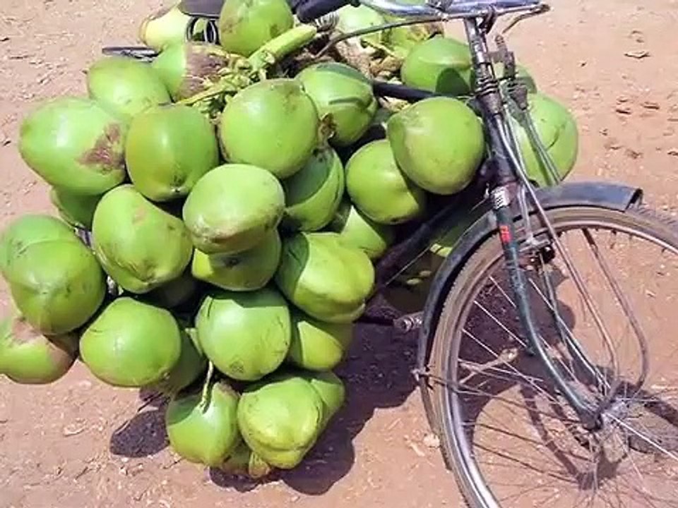 Coconut Tree