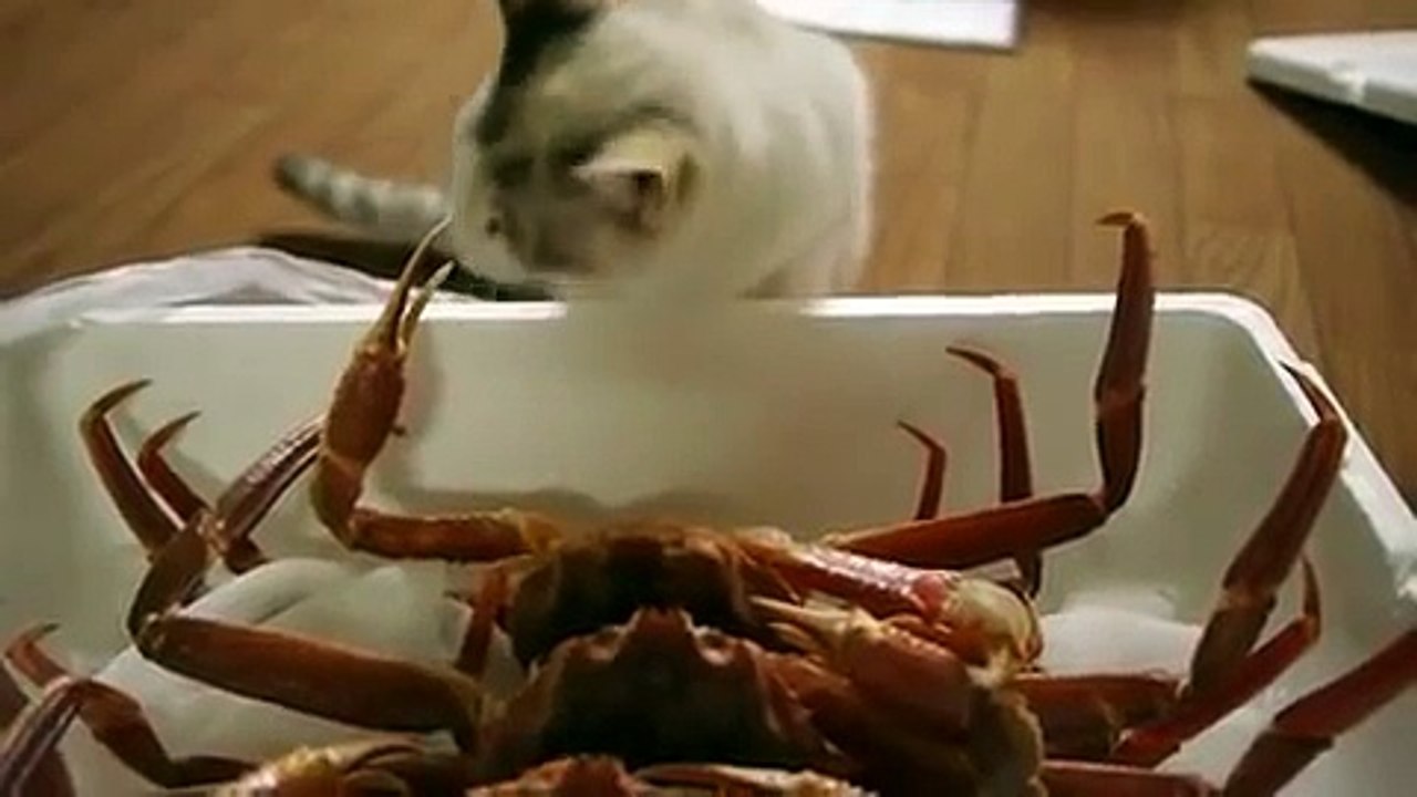 Gato Conociendo a Un Cangrejo ★ humor gatos - v...