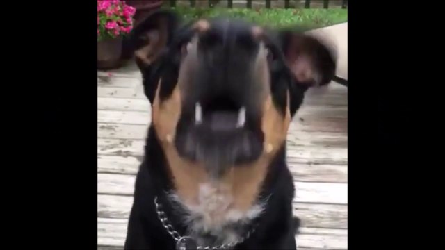 Best Videos of The Day #13 - Mister Buzz - FAILS, CRASH, VINES, LOL, WTF, THUG, CUTE ANIMALS and more....