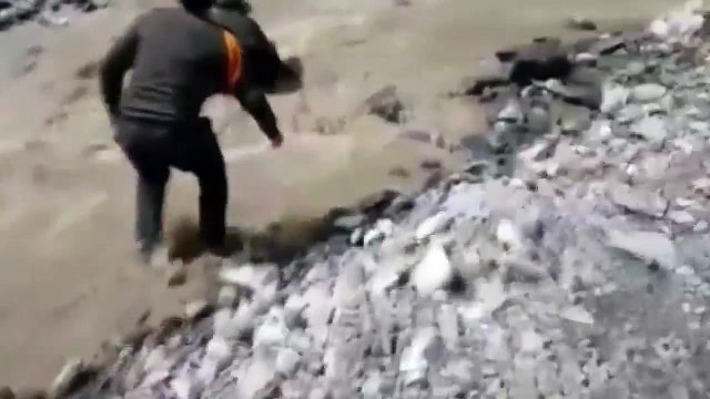 Chien sauvé de la noyade par un policier très courageux qui saute à l'eau
