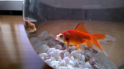 Japon Balığı Nasıl Beslenir?