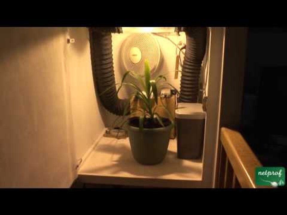 Culture en intérieur sous lumière artificielle...