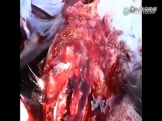 浣熊被活剝皮後，掙扎回看自己身體