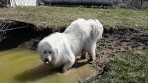 Great Pyrenees Dog at the mud hole