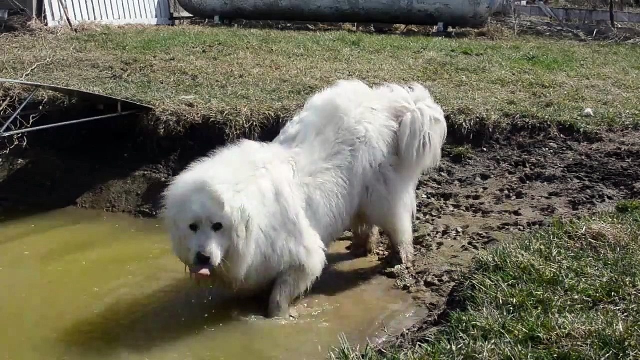 Great Pyrenees Dog at the mud hole