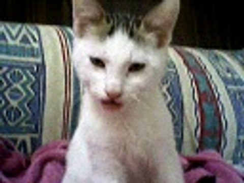 MIKITY nous chante Christophe MAE 2010