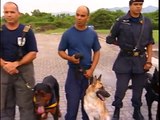 Cães recebem treinamento contra o crime