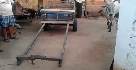 Sad: Very Smart Cow - Awesome ! - Очень Умная Корова - Прикол !