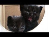 Entriamo nella cuccia di mamma gatta - Cucciolata di gatti siberiani figli di Sila